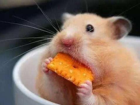 穷人养鼠大法娱乐吃瓜,趣味养鼠，吃瓜乐趣无限