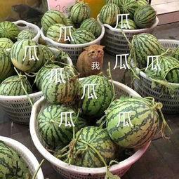 吃瓜娱乐图片大全