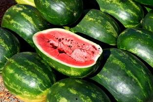 吃瓜娱乐图片大全