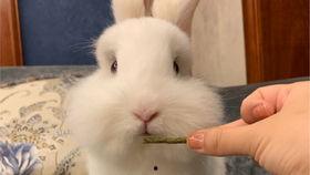 娱乐吃瓜小兔子视频大全,盘点热门视频大全